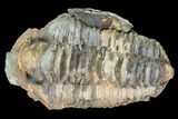 Fossil Calymene Trilobite Nodule - Morocco #100008-1